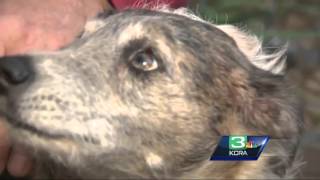 Placerville man saves beloved dog from mountain lion [upl. by Saxet]