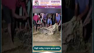 Crocodile Rescued After Long 8hrs Of Operation In Kendrapara  Kanak News Shorts [upl. by Sheline249]