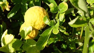 Japanische Zierquitte Chaenomeles japonica Früchte  4k [upl. by Nailliw]