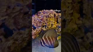 Sailfin tang [upl. by Aker]