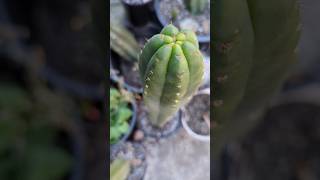 Trichocereus Pachanoi quotYowiequot clssic Aussie clone trichocereus cactus plants [upl. by Yzus]