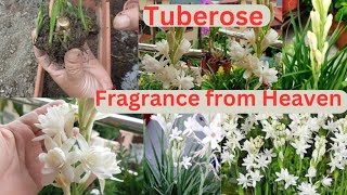 How To Grow Tuberose  Rajnigandha  Right Way at Right Time All Care garden flower fragrance [upl. by Shanly]