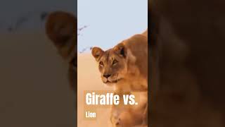 Natures Giants Clash  Giraffe vs Lion shorts viral [upl. by Klapp]