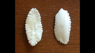 Determining fish age using Otoliths [upl. by Anele]