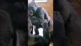 This may sound menacing It is however the sound of these males playing gorilla playfight [upl. by Asseneg485]