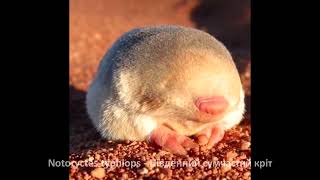 Notoryctes typhlops Південний сумчастий кріт  Southern marsupial mole [upl. by Inahs390]