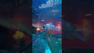 Cowfish aquarium Raleigh [upl. by Klemperer]