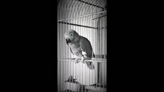 Amazon parrot sings opera 1972 [upl. by Vano860]