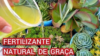 FERTILIZANTE NATURAL de GRAÇA que faz crescer brotar florir SUCULENTAS CACTOS PLANTAS [upl. by Aniakudo]