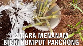 2 Cara Menanam Bibit Rumput Pakchong [upl. by Ume]