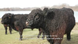 Grote grazers in de Duinen van Oostvoorne [upl. by Naie97]