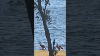 Kangaroos drinking from the lake [upl. by Cassil]