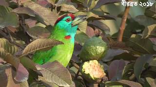 Bluethroated Barbet  Common birds of India  Psilopogon Asiaticus [upl. by Love]