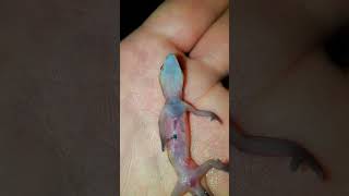 lizard heart beat Per मिनट 1000 Times shorts facts hopelessfact343 [upl. by Demah]