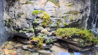 Moss amp Liverwort Biotope [upl. by Aneeled]