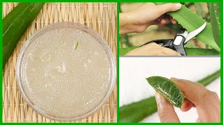 How to Make Aloe Vera Gel at Home  Easiest Way [upl. by Hinman]