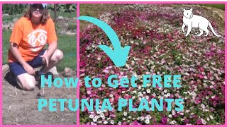 Growing Free Petunia Plants from Self Sowed Seed Year Before  Transplanting Petunias [upl. by Assiroc]