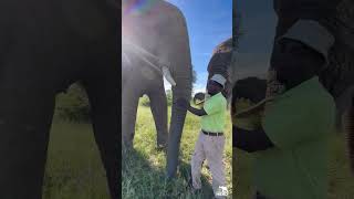 Learn About the Elephants Trunk with Jabulani amp Carer Owen [upl. by Rolyat70]