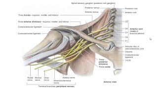 plexus brachialis [upl. by Coster]