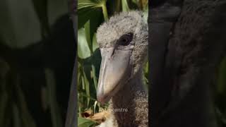 Shoebill bird 🐦 facts viral shortsvideo shorts trending [upl. by Assilat]