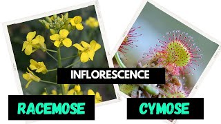 Inflorescence  Racemose  Cymose  Difference between Racemose and Cymose [upl. by Akirdnahs331]