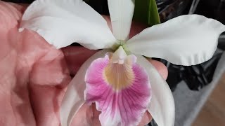 Cattleya purpurata tipo y carnea [upl. by Annerahs]