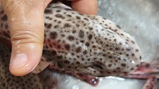 سلخ الحرتوكة بسهولة  skinning dogfish [upl. by Loren]