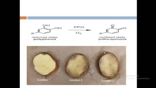 intro to browning reactions [upl. by Naida123]