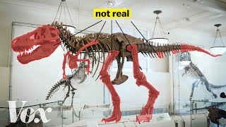 How scientists solved this dinosaur puzzle [upl. by Gies]