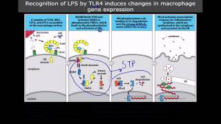 Immunology The Toll Like Receptors [upl. by Lorrayne]