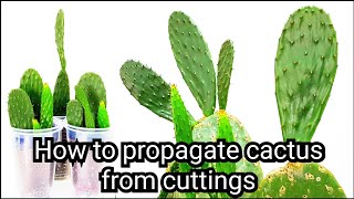 How to propagate cactus from cuttings Opuntia Cactus [upl. by Ynes]