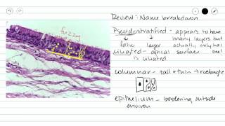 Pseudostratified ciliated columnar epithelium [upl. by Kyd]