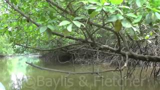 Mangrove trees Rhizophora sp Thailand 20151004114450m2ts [upl. by Tana]