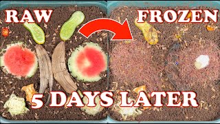 Raw vs Frozen Worm Bin Food Results  Worm Tower Rotation amp Timelapse  Vermicompost Worm Farm [upl. by Shlomo]