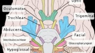 12 Nervus Cranialis [upl. by Matrona]