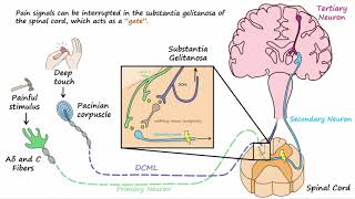 Gate Control Theory of Pain [upl. by Arahsat]