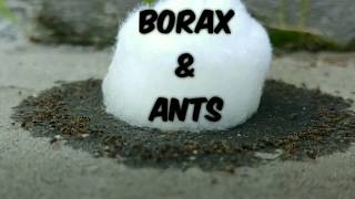 How to Use Borax for Ants [upl. by Leumel52]