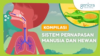 Sistem Pernapasan dan Penyakit Sistem Pernapasan Manusia dan Hewan  IPA  SayaBisa [upl. by Collins]