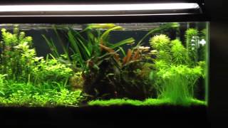 Rotala Wallichii amp Pogostemon Stellatus [upl. by Nhar]