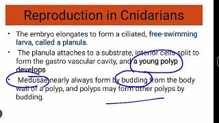 Reproduction in Cnidarians [upl. by Sonnnie]