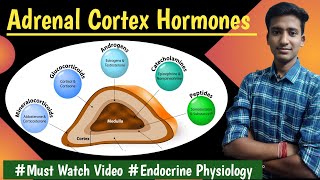 Corticosteroids Adrenal Cortex Hormones Endocrine Physiology LecturesMBBS Ashish [upl. by Yvaht]