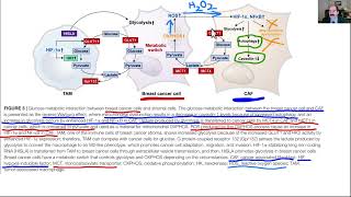 What difference between Warburg amp Reverse Warburg effect in cancer [upl. by Fredrika]