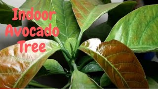 How To Grow an Avocado Tree Indoors [upl. by Arretal984]