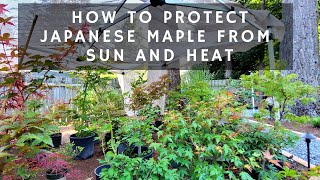 How to Protect Japanese Maple from Sun and Heat [upl. by Eignav]