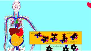 DIGESTIVE ENZMES PEPSIN FUNCTION [upl. by Sucirdor]