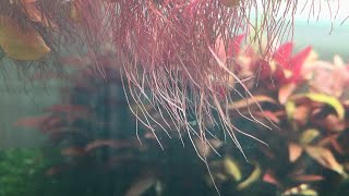 How to grow red root floater plant [upl. by Abita]