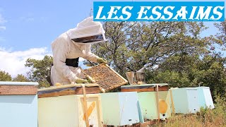 APICULTURE E44 Comment je crée mes essaims dabeilles  Méthode Simple et Facile élevage  division [upl. by Rema]