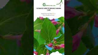 Ultimate Guide to Weigela Shrubs Care WeigelaShrubs GardenBeauty shorts [upl. by Carilla]