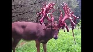 deerskin as bedsheets raw meat for lunch How nomads survive beyond the Polar Circle [upl. by Ahgem]