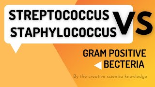 Streptococcus and staphylococcus gram positive bacteria [upl. by Zakaria]